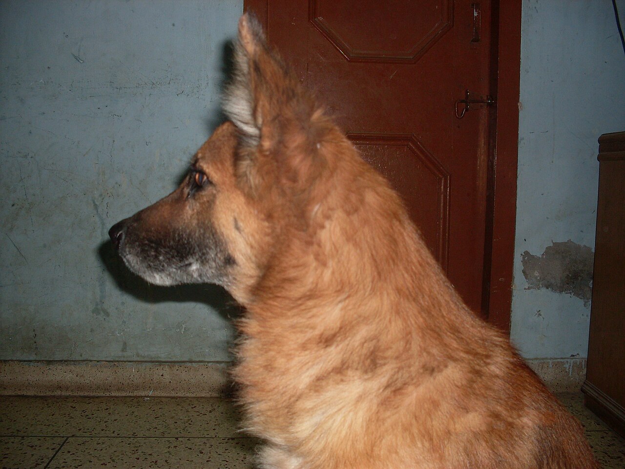 Un perro con las orejas erguidas, en actitud atenta, mirando hacia un lado