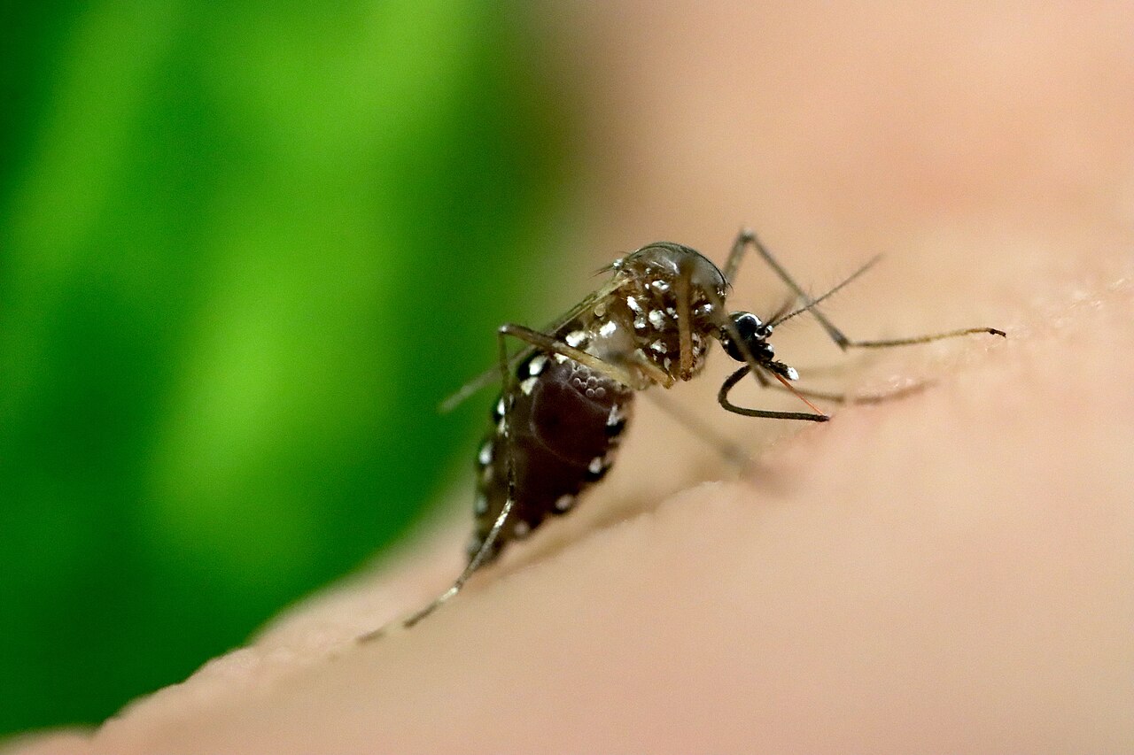 Primer plano de un mosquito Aedes aegypti picando la piel de una persona