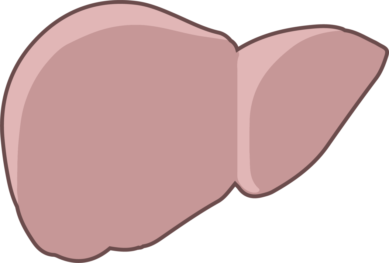 Ilustración sencilla de un hígado humano en tonos rosados