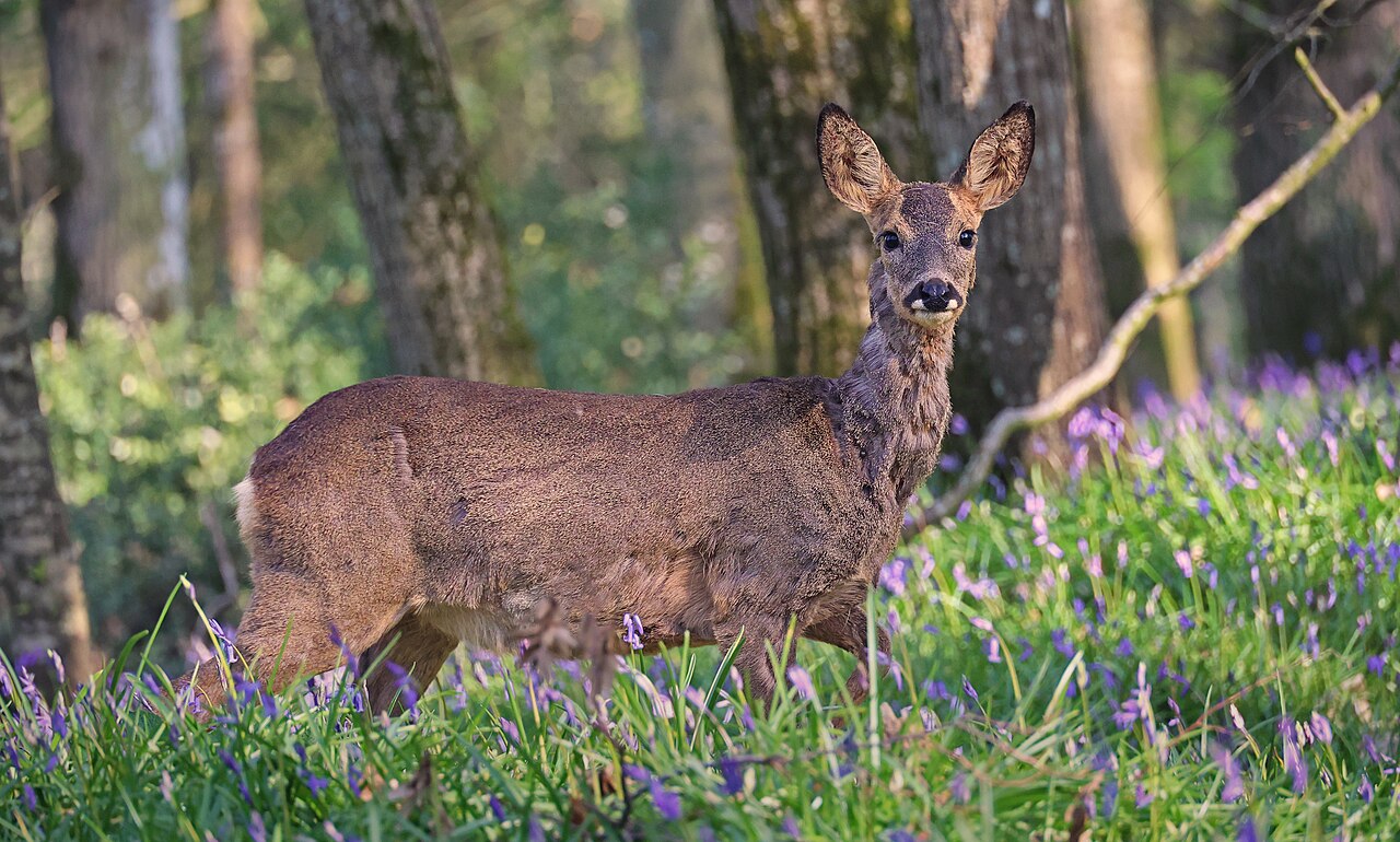 Un corzo de pie entre árboles de un bosque, con flores moradas en primer plano