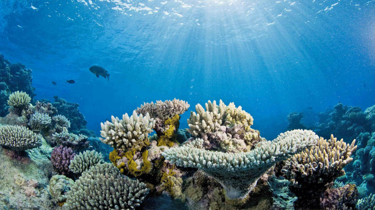 Arrecife de coral bajo la luz del sol, con corales de colores y otros muy pálidos, y un pez al fondo (imagen de archivo de NOAA, no del experimento)