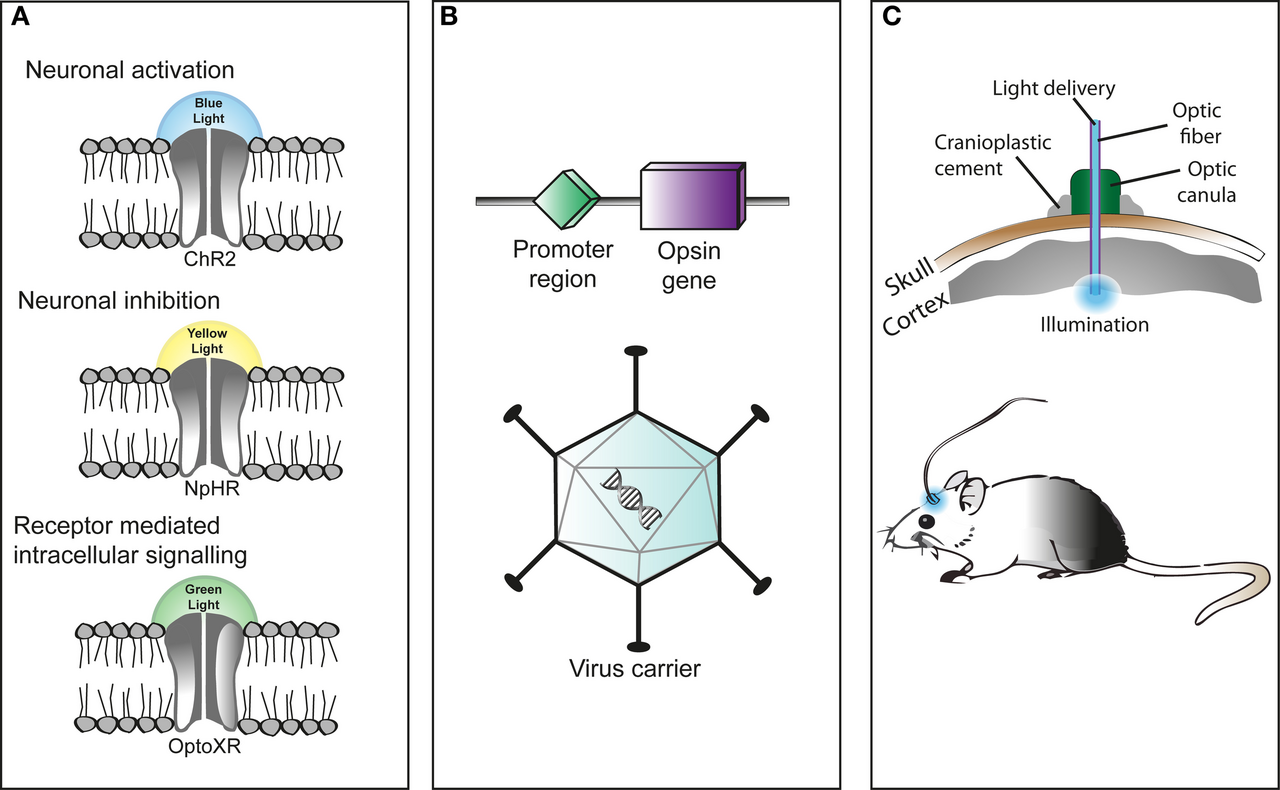 Esquema de la optogenética: un canal de la membrana de la neurona se abre con luz azul, un virus transporta el gen y una fibra óptica ilumina el cerebro de un ratón