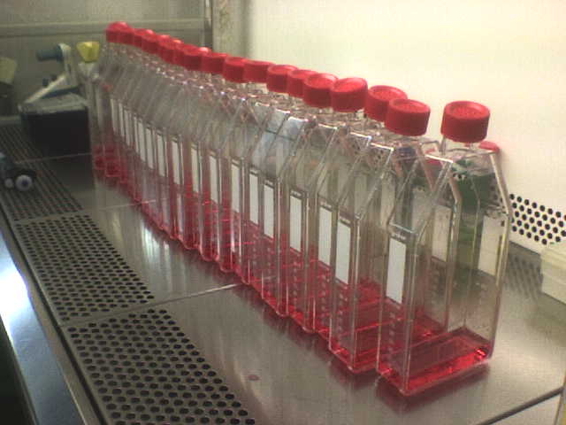 Una fila de frascos de cultivo celular con medio de cultivo de color rojo sobre una mesa de laboratorio