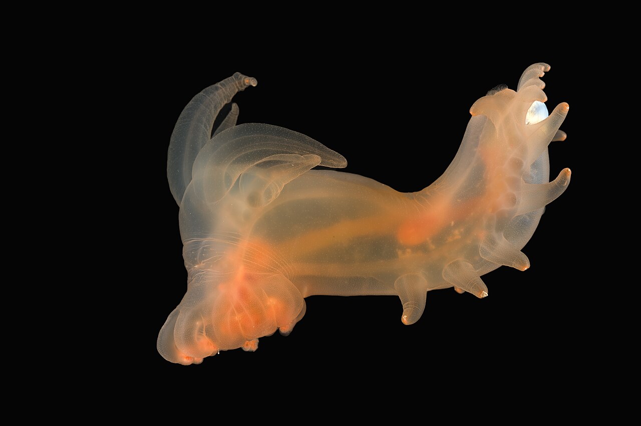 Un pepino de mar de aguas profundas del género Peniagone, fotografiado en una expedición oceanográfica anterior; el mismo género al que pertenece la nueva especie apodada “Loki” hallada en el cañón submarino Mar del Plata