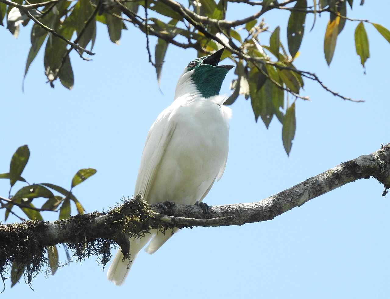 Un campanero de garganta desnuda macho, de cuerpo blanco y garganta verde, posado en una rama con el pico abierto y la cabeza alzada