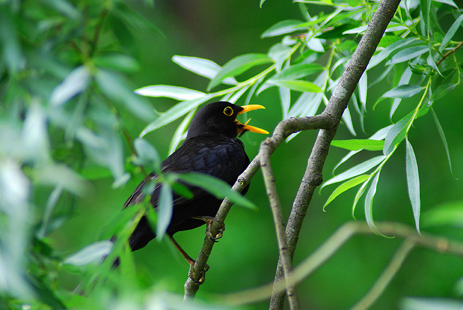 Un mirlo común (Turdus merula) cantando posado en una rama
